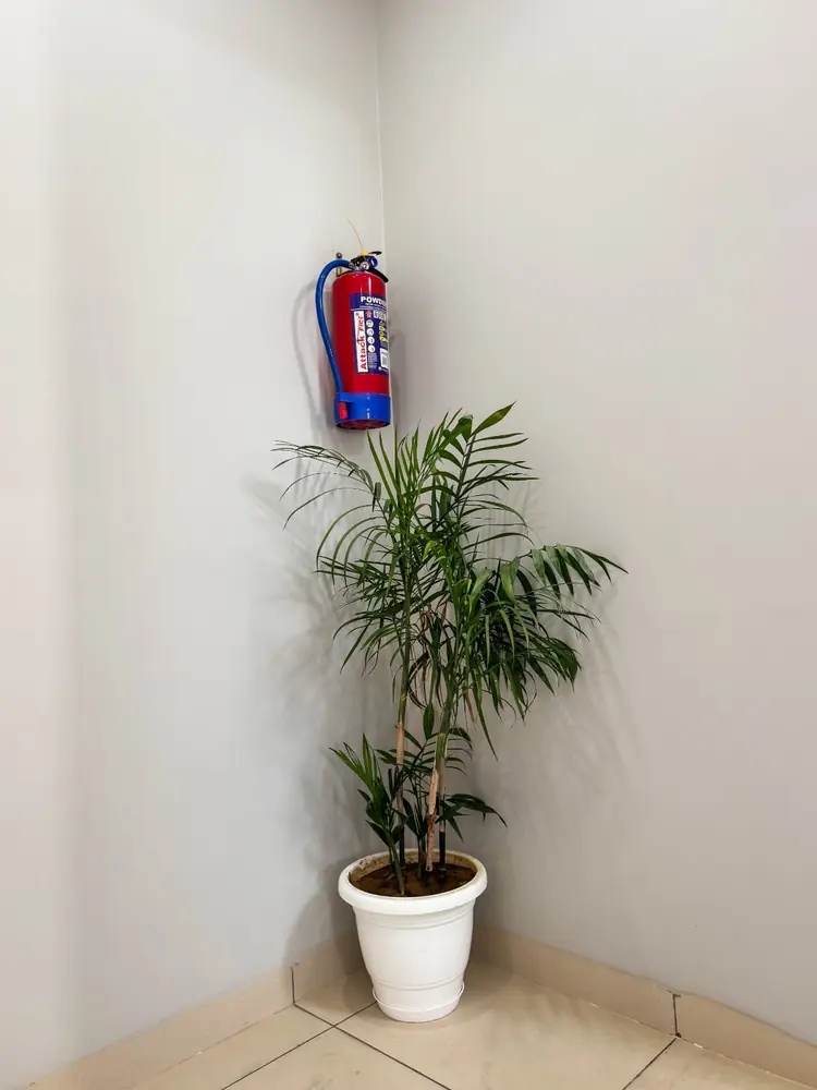 Corridor with indoor plant and fire extinguisher